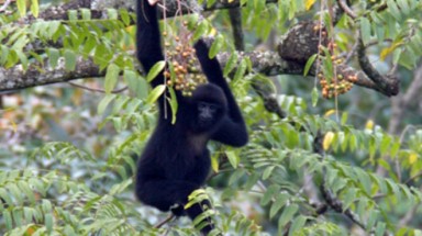   Vượn Cao Vít đang gia tăng số lượng tại Việt Nam 