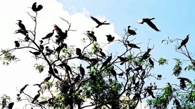 Bảo tồn vườn chim độc đáo trong lòng thành phố Cà Mau