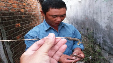    Thật, giả xáo tam phân