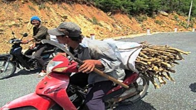 Bảo tồn cây thuốc xáo tam phân