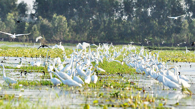[-]Long[-]An[-]thực[-]hiện[-]nhiều[-]giải[-]pháp[-]bảo[-]tồn[-]đa[-]dạng[-]sinh[-]học[-]
