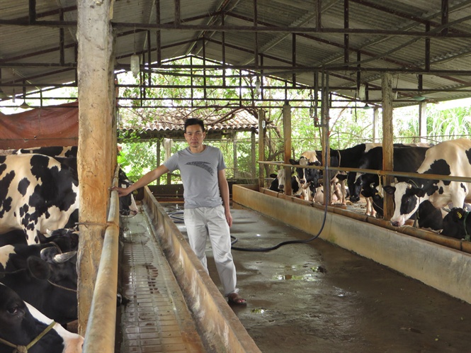 Vắt[-]sữa[-]bò[-]ra...[-]ô[-]tô