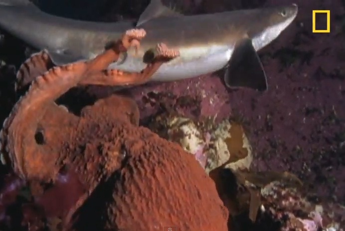 Cá[-]mập[-]không[-]thoát[-]khỏi[-]bạch[-]tuộc[-]khổng[-]lồ.