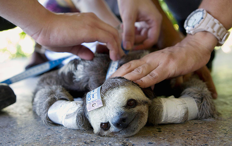 Con[-]lười[-]có[-]vẻ[-]hậm[-]hức[-]khi[-]bị[-]đè[-]xuống[-]và[-]đo[-]chiều[-]dài[-]cơ[-]thể.[-]Đây[-]là[-]giống[-]lừa[-]ba[-]ngón[-]họng[-]nhạt[-](Bradypus[-]tridactylus)[-]được[-]cứu[-]trợ[-]tại[-]Khu[-]bảo[-]tồn[-]động[-]vật[-]hoang[-]dã[-]Sauim[-]Castanheira[-](Brazil).