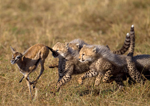 Đàn[-]báo[-]con[-]đuổi[-]theo[-]con[-]linh[-]dương