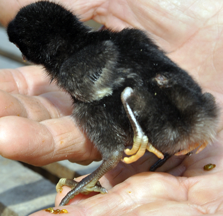 Chú[-]gà[-]con[-]4[-]chân[-]nhìn[-]từ[-]phía[-]sau