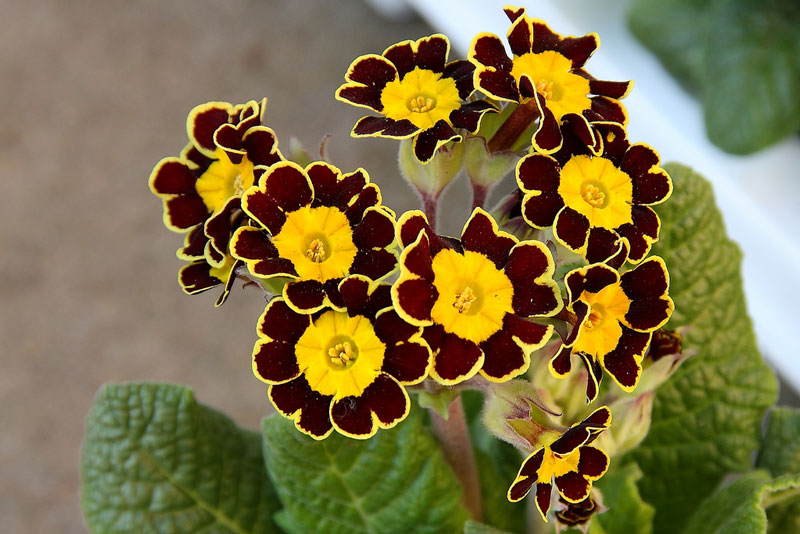 Vẻ[-]đẹp[-]của[-]hoa[-]tai[-]gấu