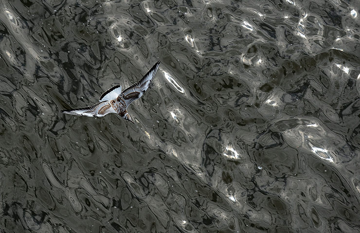 Tại[-]sông[-]Vltava,[-]cộng[-]hòa[-]Séc,[-]một[-]con[-]mòng[-]biển[-]sải[-]cánh[-]bay[-]trên[-]mặt[-]nước[-]trong[-]vắt,[-]với[-]những[-]đợt[-]sóng[-]nhỏ[-]phản[-]chiếu[-]ánh[-]sáng[-]mặt[-]trời.