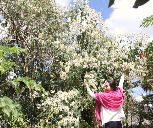 Hoa[-]dã[-]quỳ[-]trắng[-]tinh[-]khôi[-]độc[-]đáo[-]tại[-]Đà[-]Lạt