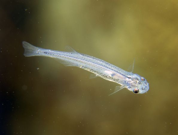 Candiru[-]có[-]lẽ[-]là[-]loài[-]động[-]vật[-]nước[-]ngọt[-]đáng[-]sợ[-]nhất,[-]dù[-]kích[-]thước[-]của[-]nó[-]khá[-]bé[-]nhỏ.[-]Về[-]bản[-]chất,[-]candiru[-]thuộc[-]vào[-]họ[-]cá[-]da[-]trơn[-]nhưng[-]chúng[-]luôn[-]sống[-]bằng[-]cách[-]ăn[-]thịt[-]những[-]con[-]cá[-]lớn[-]hơn[-]ở[-]Amazon.[-]Một[-]đặc[-]điểm[-]kỳ[-]lạ[-]của[-]cá[-]candiru[-]là[-]dường[-]như[-]chúng[-]ưa[-]thích[-]những[-]vùng[-]nước[-]có[-]dính[-]nước[-]tiểu