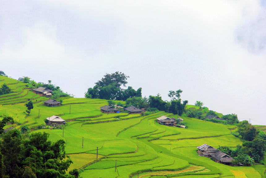 [-]Qua[-]đèo[-]vượt[-]dốc[-]đến[-]Bản[-]Phùng[-]ngắm[-]lúa[-]thu