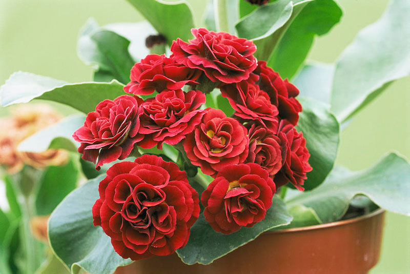 Vẻ[-]đẹp[-]của[-]hoa[-]tai[-]gấu