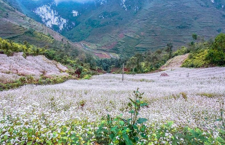 Tháng[-]11,[-]đến[-]Hà[-]Giang[-]ngắm[-]mùa[-]tam[-]giác[-]mạch[-]tuyệt[-]đẹp