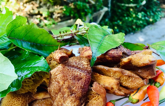 Mùa[-]đông,[-]lên[-]đồi[-]Thiên[-]An[-]săn[-]nấm[-]thông[-]rằn