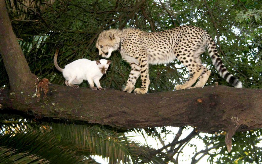 Báo[-]con[-]Jolie[-]đang[-]cố[-]làm[-]thân[-]với[-]một[-]con[-]mèo[-]khác[-]được[-]nuôi[-]trong[-]gia[-]đình.