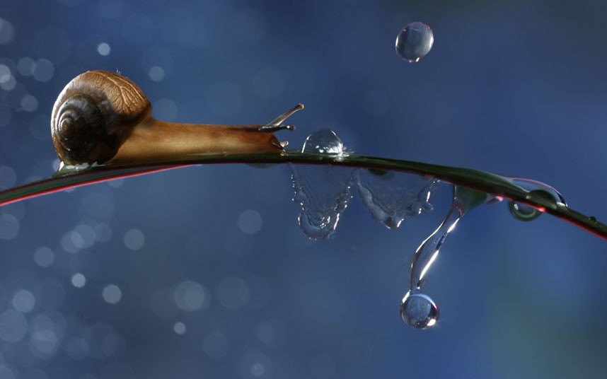 Ốc[-]sên[-]bò[-]trên[-]một[-]chiếc[-]lá[-]mảnh.