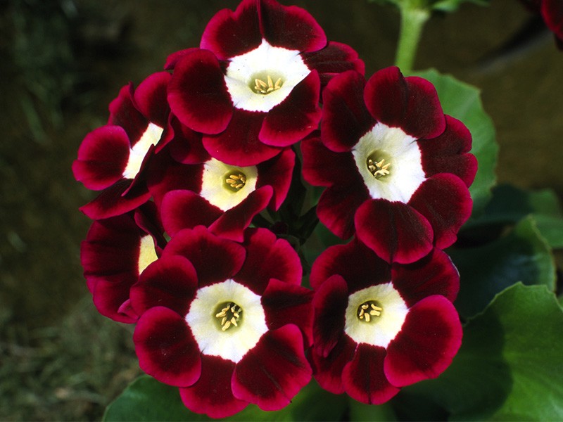 Vẻ[-]đẹp[-]của[-]hoa[-]tai[-]gấu