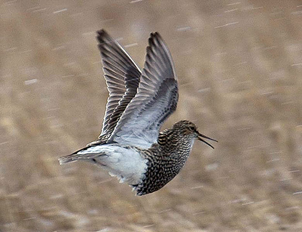 Một[-]con[-]chim[-]đực[-]đang[-]cố[-]gắng[-]gây[-]ấn[-]tượng[-]với[-]con[-]cái.[-]Để[-]không[-]bỏ[-]lỡ[-]cơ[-]hội[-]giao[-]phối,[-]chim[-]đực[-]thuộc[-]loài[-]này[-]còn[-]nhịn[-]ngủ[-]hàng[-]tuần[-]liền.[-]Thời[-]gian[-]thức[-]của[-]chúng[-]chiếm[-]tới[-]95%[-]thời[-]gian[-]trong[-]ngày,[-]tuy[-]nhiên,[-]thể[-]lực[-]của[-]chúng[-]không[-]hề[-]bị[-]ảnh[-]hưởng.