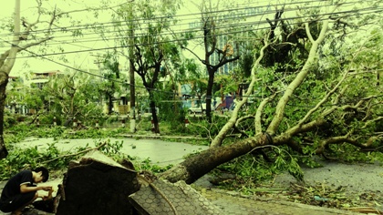 Cây[-]đổ[-]la[-]liệt[-]tại[-]TP[-]Thái[-]Bình[-](Ảnh:[-]Anh[-]Thế).