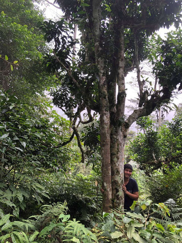 Loại[-]tr&agrave;[-]đặc[-]biệt[-]Trung[-]Quốc[-]b&aacute;n[-]gần[-]40[-]tỷ[-]đồng/kg,[-]Việt[-]Nam[-]c&ograve;n[-]cả[-]rừng