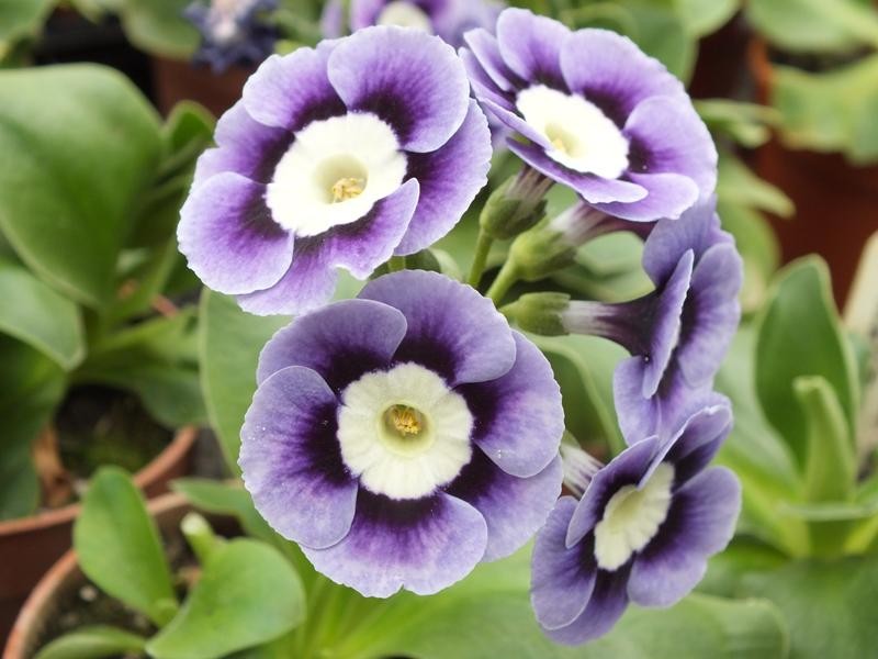 Vẻ[-]đẹp[-]của[-]hoa[-]tai[-]gấu