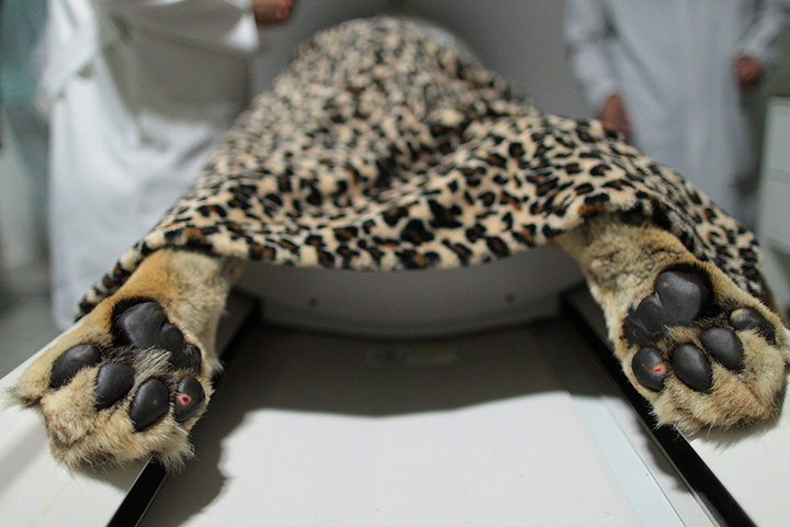 Móng[-]vuốt[-]của[-]Fafa,[-]một[-]con[-]sư[-]tử[-]cái[-]18[-]năm[-]tuổi,[-]được[-]quan[-]sát[-]khi[-]nó[-]đang[-]nằm[-]trên[-]máy[-]chụp[-]cắt[-]lớp[-]CT.[-]Nó[-]mới[-]trải[-]qua[-]phẫu[-]thuật[-]cắt[-]bỏ[-]hai[-]buồng[-]trứng[-]và[-]tử[-]cung.