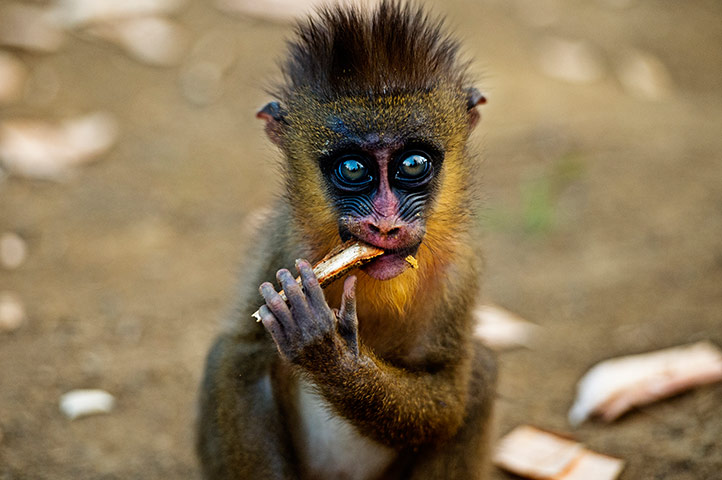 Một[-]con[-]khỉ[-]Mandrill[-]chưa[-]trưởng[-]thành.[-]Mẹ[-]của[-]nó[-]bị[-]giết[-]bởi[-]những[-]tên[-]săn[-]trộm.[-]Bức[-]ảnh[-]này[-]nằm[-]trong[-]chương[-]trình[-]của[-]Quỹ[-]bảo[-]vệ[-]động[-]vật[-]thế[-]giới[-]nhằm[-]chống[-]lại[-]nạn[-]săn[-]bắt[-]và[-]buôn[-]bán[-]động[-]vật[-]trái[-]phép.