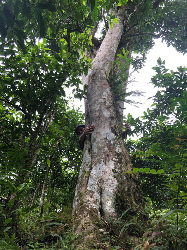 Loại[-]tr&agrave;[-]đặc[-]biệt[-]Trung[-]Quốc[-]b&aacute;n[-]gần[-]40[-]tỷ[-]đồng/kg,[-]Việt[-]Nam[-]c&ograve;n[-]cả[-]rừng