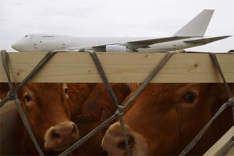 Two[-]Limousin[-]cows[-]to[-]be[-]loaded[-]onto[-]a[-]plane[-]bound[-]for[-]Mongolia[-]Sept.[-]11[-]at[-]the[-]Marcel[-]Dassault[-]airport[-]near[-]Chateauroux,[-]France.[-]Alain[-]Jocard/AFP/Getty[-]Images
