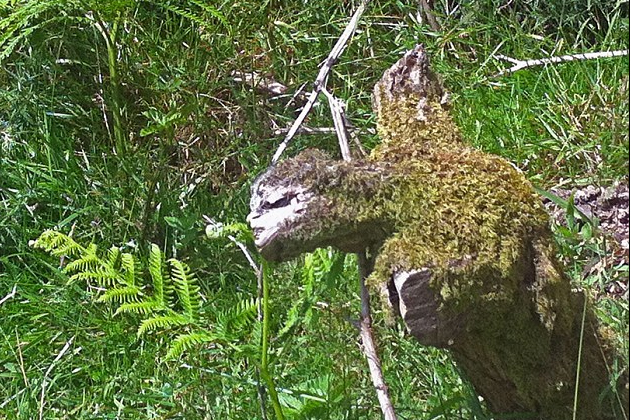 Thân[-]cây[-]kỳ[-]quái