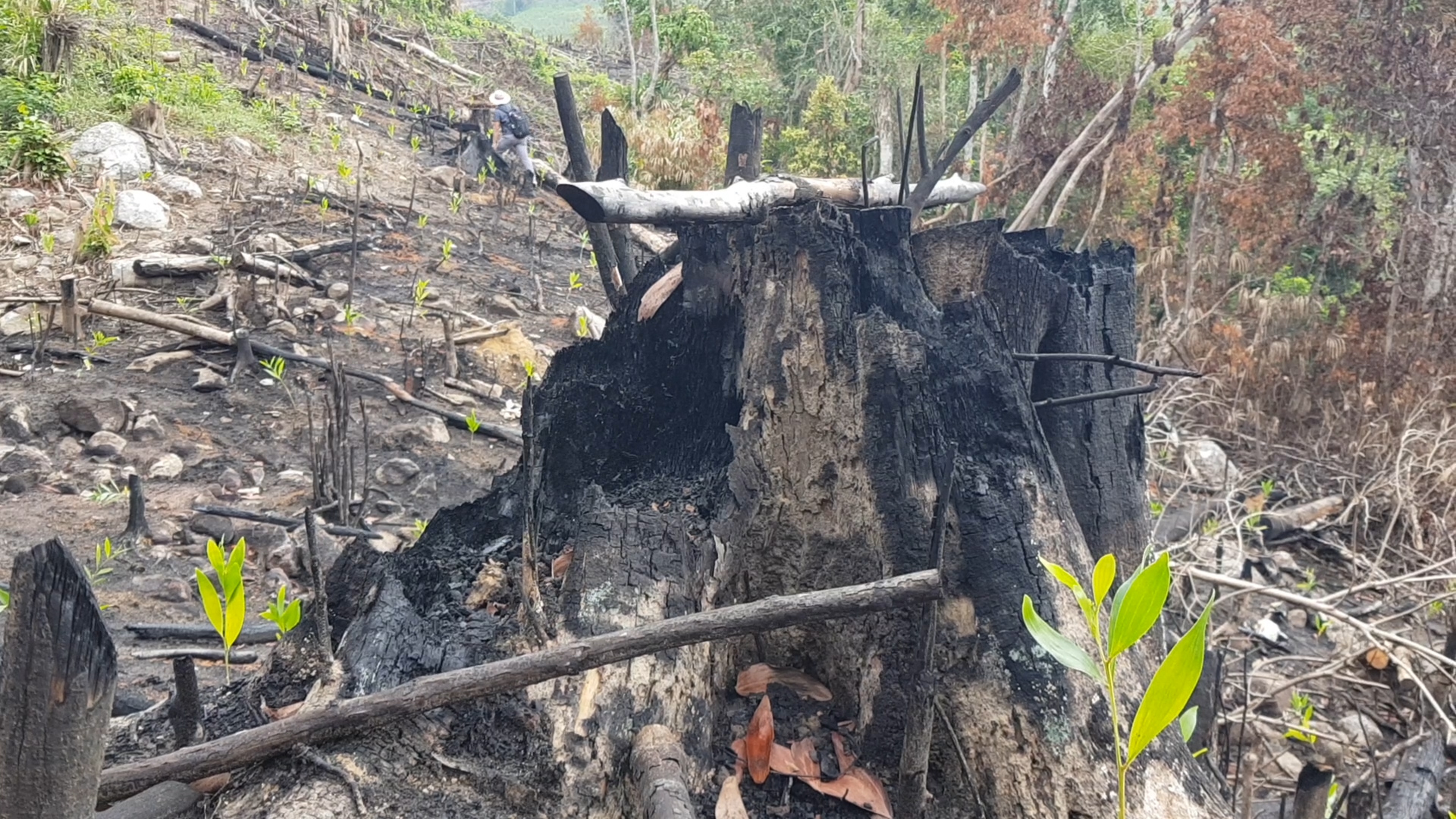 Ph&uacute;[-]Y&ecirc;n[-]khởi[-]tố[-]vụ[-]&aacute;n[-]h&igrave;nh[-]sự[-]hủy[-]hoại[-]rừng[-]l&agrave;m[-]rẫy