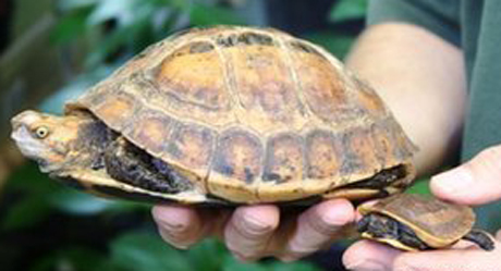 Rùa[-]Vernon[-]và[-]một[-]con[-]rùa[-]trưởng[-]thành.[-]Ảnh:[-]Vườn[-]thú[-]Bristol.