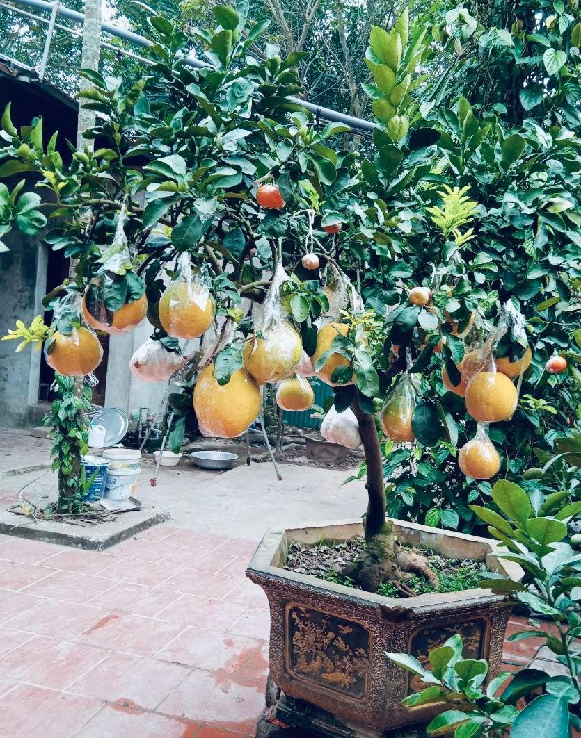 C&acirc;y[-]ngũ[-]quả[-]bon[-]sai,[-]&eacute;p[-]chữ[-]nổi[-]gi&aacute;[-]chục[-]triệu[-]vẫn[-]đắt[-]h&agrave;ng