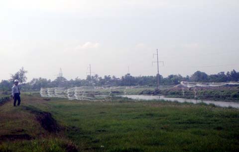 Lưới[-]bẫy[-]chim[-]giăng[-]trắng[-]cánh[-]đầu[-]lúa[-]xã[-]Quảng[-]Vinh