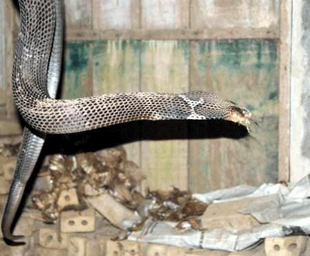 Mỗi[-]năm,[-]nghề[-]nuôi[-]rắn[-]đem[-]lại[-]thu[-]nhập[-]cho[-]gia