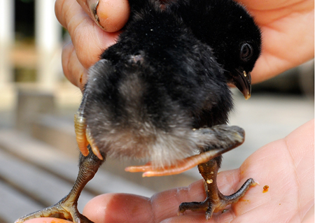 Chú[-]gà[-]con[-]4[-]chân[-]nhìn[-]từ[-]phía[-]sau