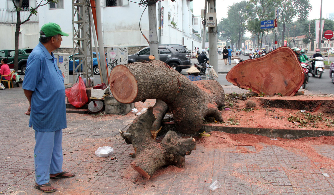 Đường[-]Tôn[-]Đức[-]Thắng[-]lạ[-]lẫm[-]khi[-]không[-]còn[-]hàng[-]cây[-]cổ[-]thụ