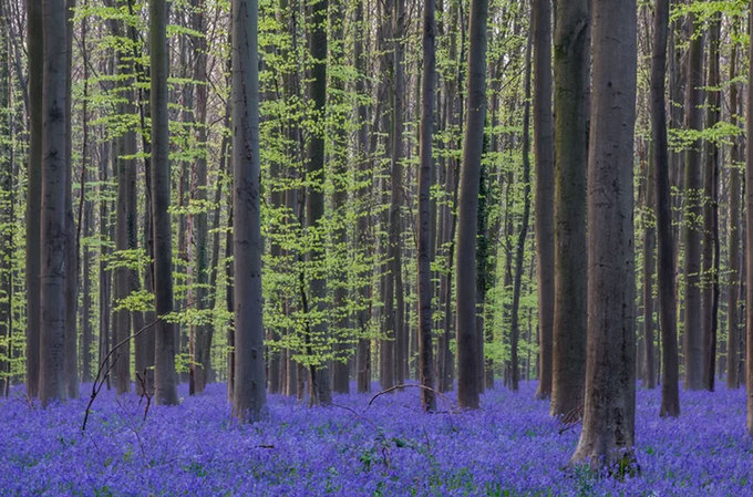 Rừng[-]hoa[-]chuông[-]xanh[-]nở[-]rộ[-]ở[-]Bỉ
