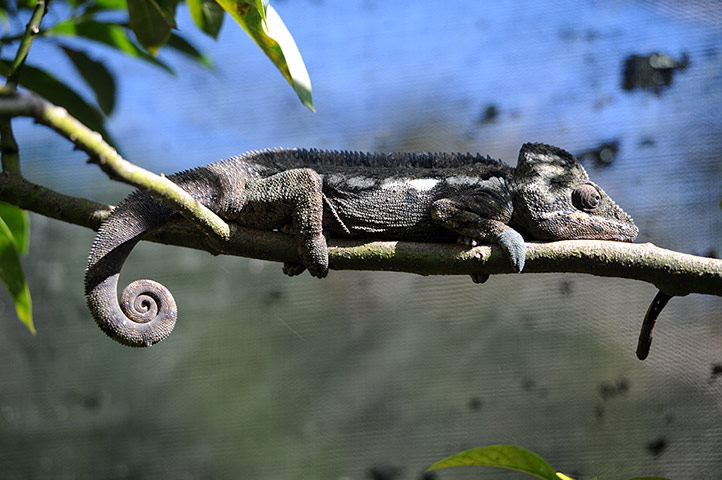 Con[-]tắc[-]kè[-]hoa[-]nằm[-]vắt[-]vẻo,[-]bất[-]động[-]trên[-]cành[-]cây[-]tại[-]một[-]vườn[-]thú[-]ở[-]Antananarivo,[-]Madagascar.