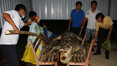 Cá[-]sấu[-]Xiêm:[-]"Dấu[-]chấm[-]hết"[-]đau[-]đớn,[-]Tin[-]tức[-]trong[-]ngày,[-]ca[-]sau[-]xiem,[-]hoang[-]da,[-]dong[-]vat[-]quy[-]hiem,[-]tuyet[-]chung,[-]dong[-]vat[-]hoang[-]da,[-]quy[-]hiem,[-]ca[-]sau[-]nuoc[-]ngot,[-]bao[-]ton[-]thien[-]nhien,[-]bao,[-]tin[-]tuc,[-]tin[-]nhanh,[-]tin[-]hot,[-]vn