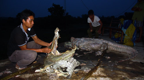 Cá[-]sấu[-]Xiêm:[-]"Dấu[-]chấm[-]hết"[-]đau[-]đớn,[-]Tin[-]tức[-]trong[-]ngày,[-]ca[-]sau[-]xiem,[-]hoang[-]da,[-]dong[-]vat[-]quy[-]hiem,[-]tuyet[-]chung,[-]dong[-]vat[-]hoang[-]da,[-]quy[-]hiem,[-]ca[-]sau[-]nuoc[-]ngot,[-]bao[-]ton[-]thien[-]nhien,[-]bao,[-]tin[-]tuc,[-]tin[-]nhanh,[-]tin[-]hot,[-]vn