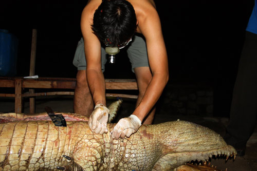 Cá[-]sấu[-]Xiêm:[-]"Dấu[-]chấm[-]hết"[-]đau[-]đớn,[-]Tin[-]tức[-]trong[-]ngày,[-]ca[-]sau[-]xiem,[-]hoang[-]da,[-]dong[-]vat[-]quy[-]hiem,[-]tuyet[-]chung,[-]dong[-]vat[-]hoang[-]da,[-]quy[-]hiem,[-]ca[-]sau[-]nuoc[-]ngot,[-]bao[-]ton[-]thien[-]nhien,[-]bao,[-]tin[-]tuc,[-]tin[-]nhanh,[-]tin[-]hot,[-]vn