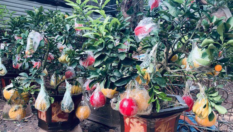 C&acirc;y[-]ngũ[-]quả[-]bon[-]sai,[-]&eacute;p[-]chữ[-]nổi[-]gi&aacute;[-]chục[-]triệu[-]vẫn[-]đắt[-]h&agrave;ng