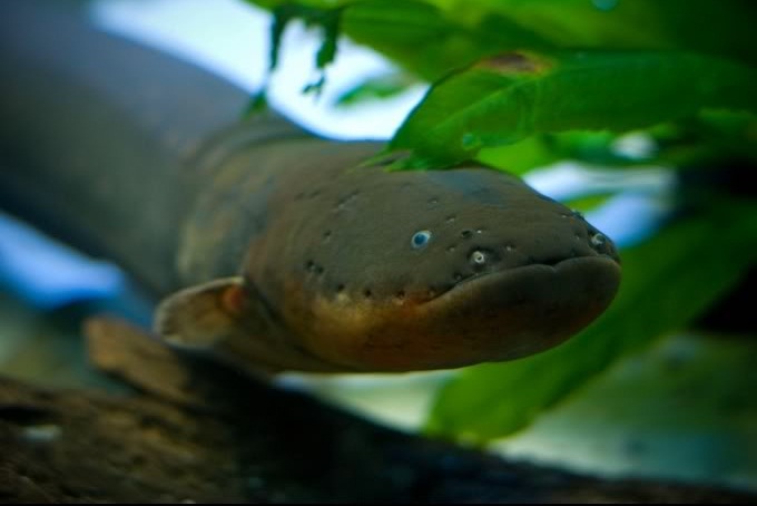 Cá[-]điện[-]Nam[-]Mĩ