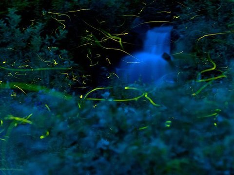 fireflies-forest-57271-600x450-jpg-13470