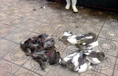 Vỉa[-]hè[-]cũng[-]thành[-]nơi[-]bán[-]chim[-]trời