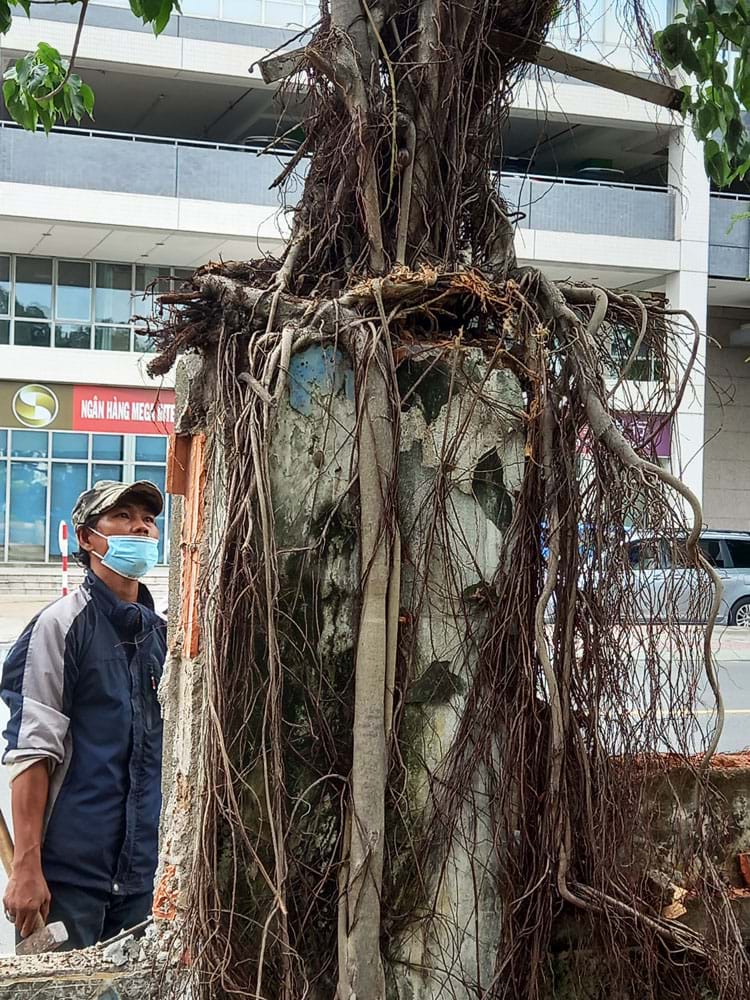 Giữ[-]công[-]viên[-]và[-]cây[-]xanh[-]trong[-]và[-]sau[-]đại[-]dịch