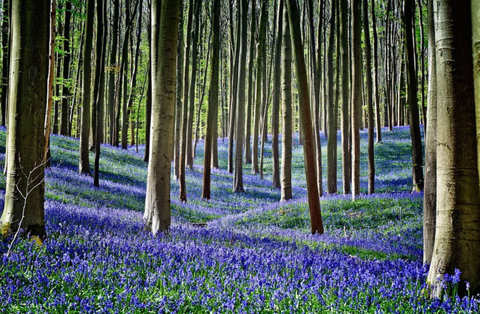 Rừng[-]hoa[-]chuông[-]xanh[-]nở[-]rộ[-]ở[-]Bỉ