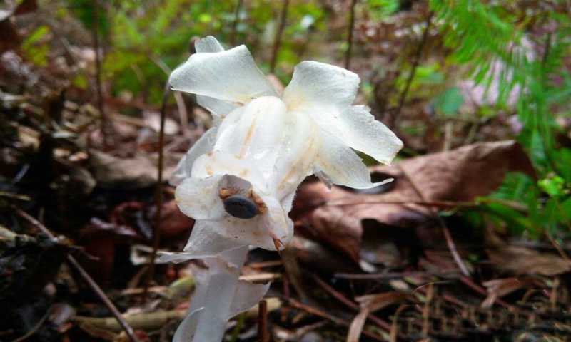 "Cây[-]ma"[-]hiếm[-]gặp[-]xuất[-]hiện[-]ở[-]Trung[-]Quốc