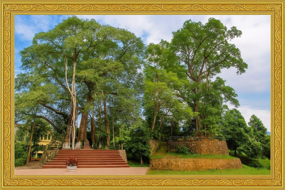 Lai[-]Ch&acirc;u:[-]2[-]c&acirc;y[-]đa[-]ở[-]x&atilde;[-]Than[-]Uy&ecirc;n[-]được[-]c&ocirc;ng[-]nhận[-]l&agrave;[-]c&acirc;y[-]di[-]sản[-]Việt[-]Nam